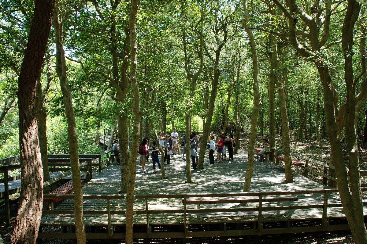 Secrets-Of-New-York8217s-Sunken-Forest secrets-of-new-yorks-sunken-forest
