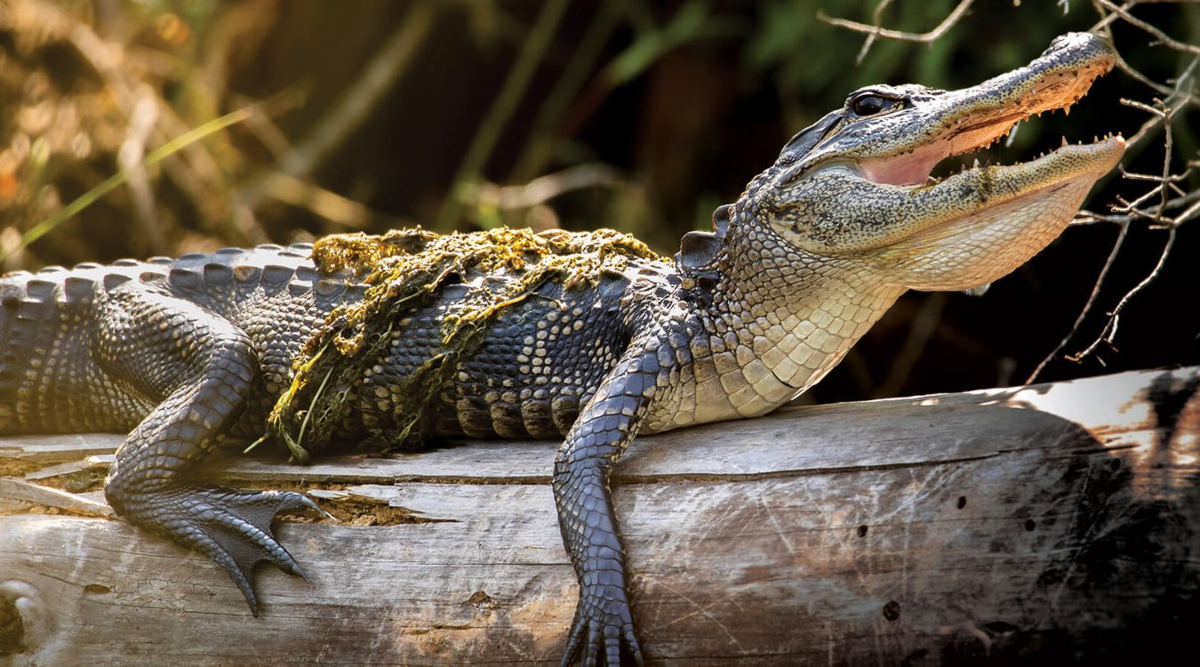 secrets-of-north-carolinas-alligator-river-estuaries