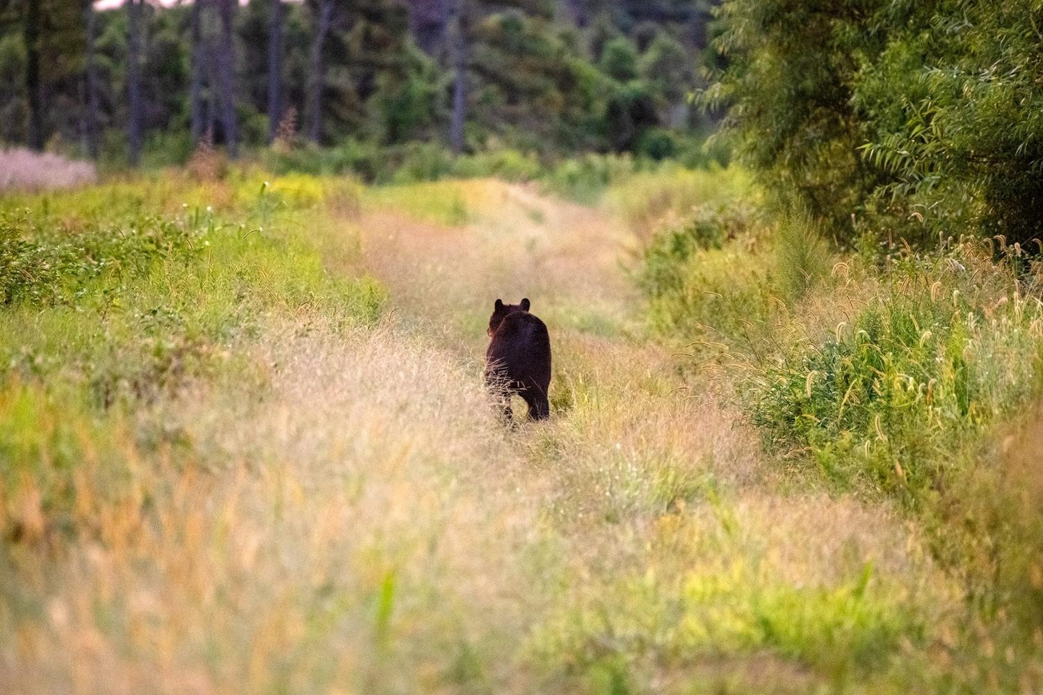 secrets-of-north-carolinas-bear-island-forests