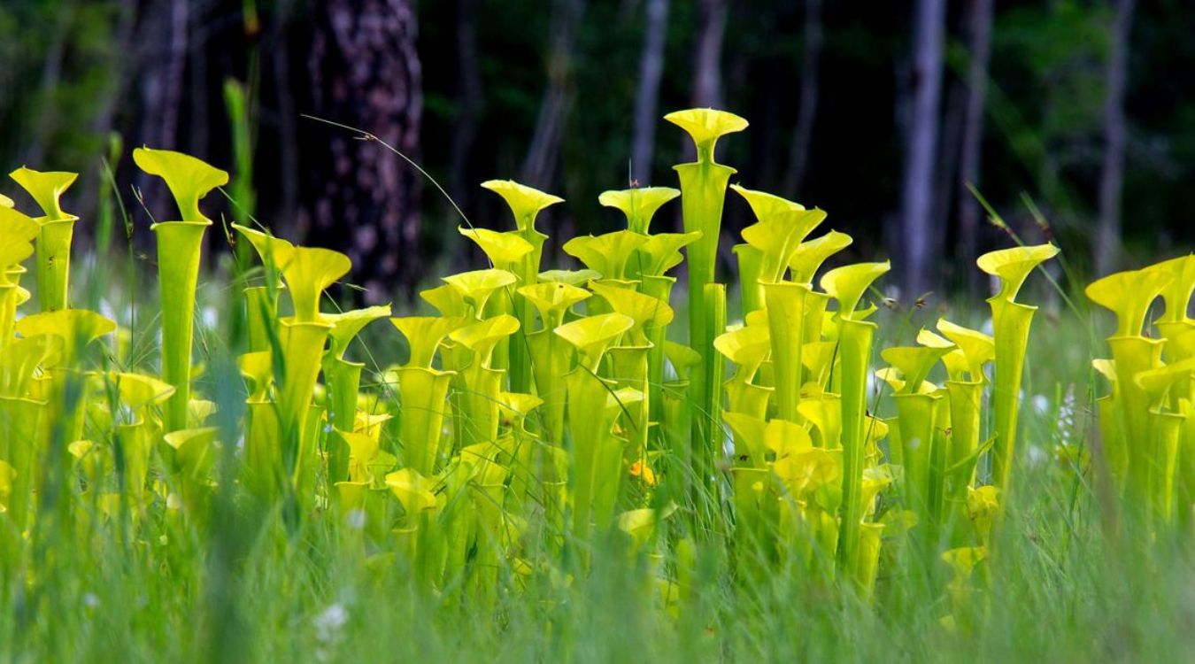 secrets-of-north-carolinas-carnivorous-croatan-national-forest-plant-bogs