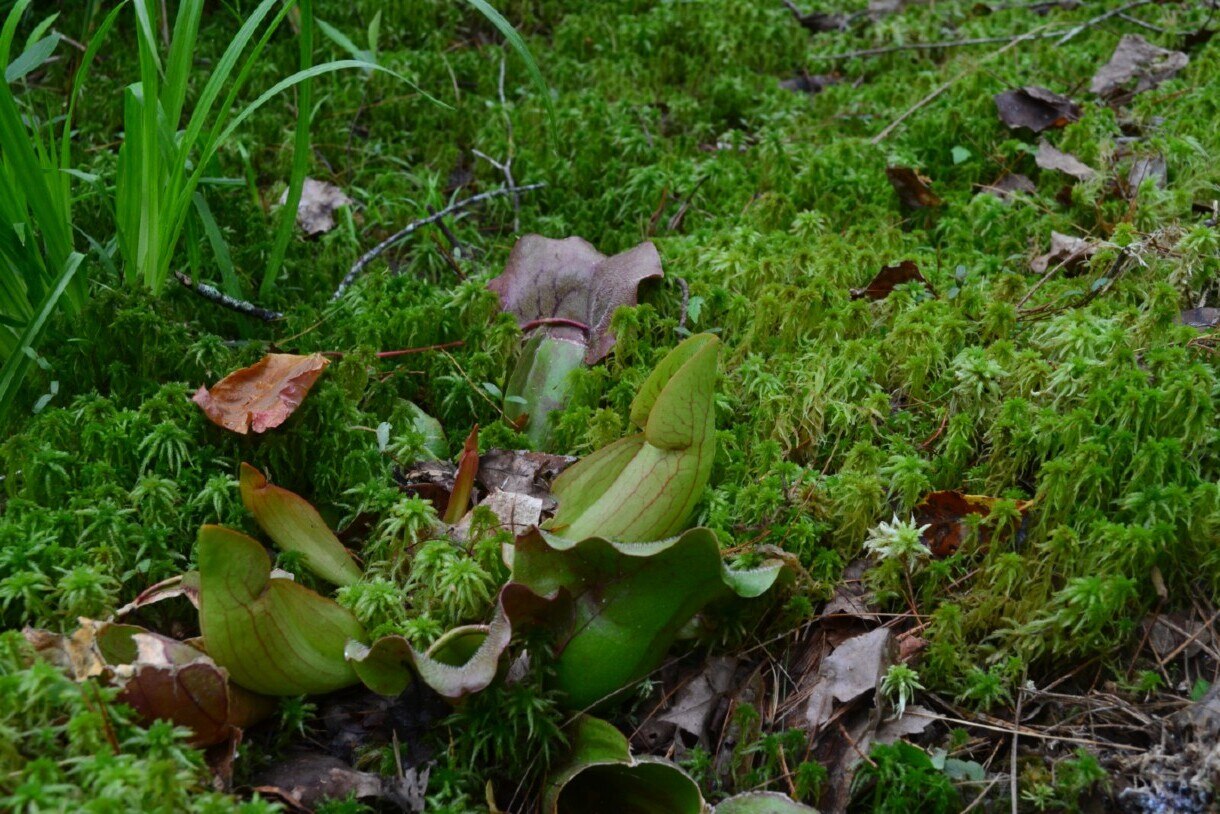 secrets-of-north-carolinas-croatan-national-forest-pitcher-plant-bogs