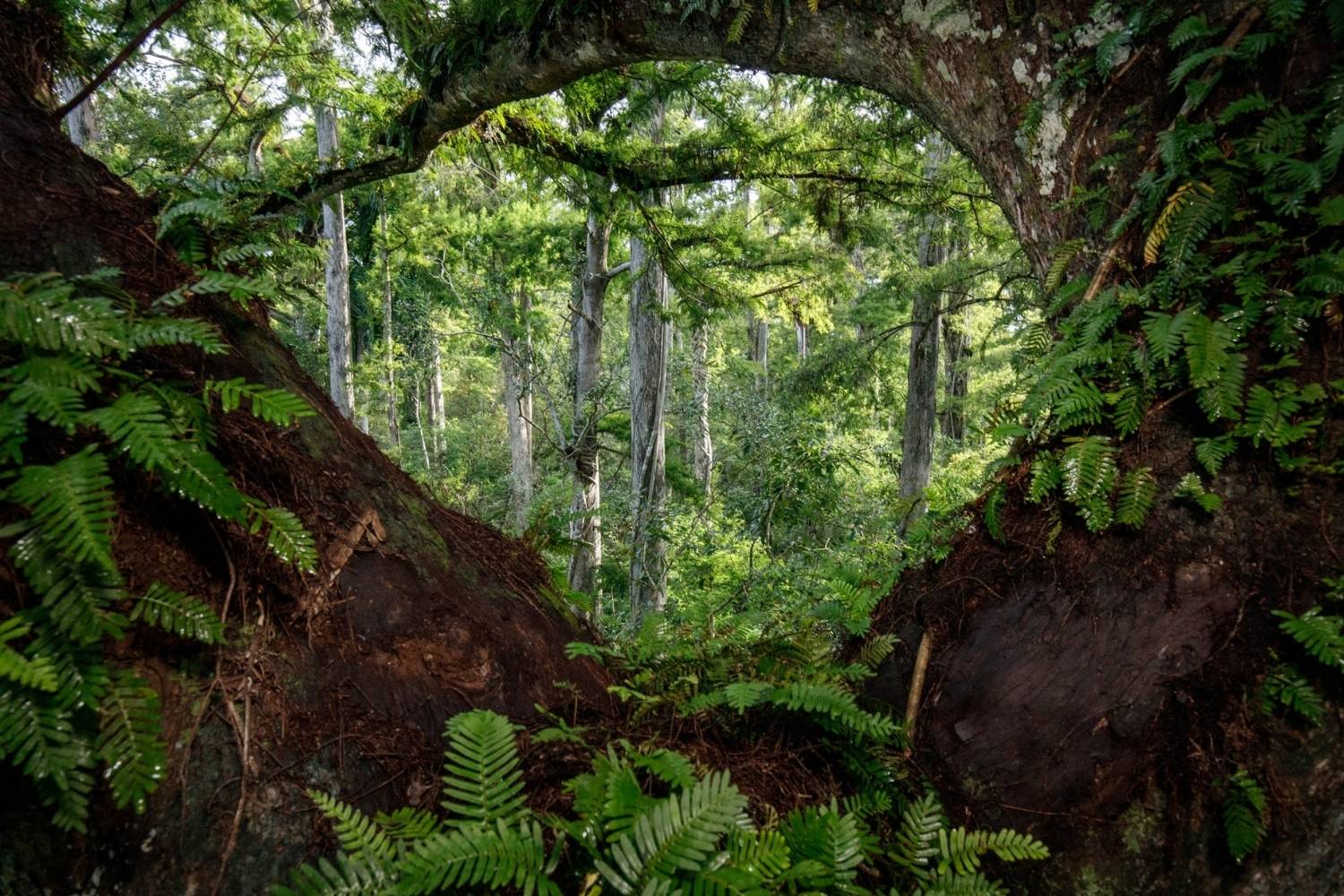 secrets-of-north-carolinas-ghost-plant-forests