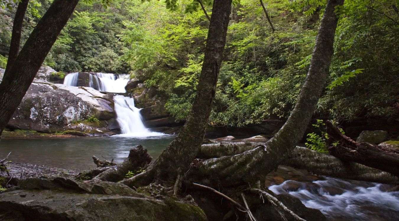 Secrets-Of-North-Carolina8217s-Joyce-Kilmer-Forest-Coves secrets-of-north-carolinas-joyce-kilmer-forest-coves