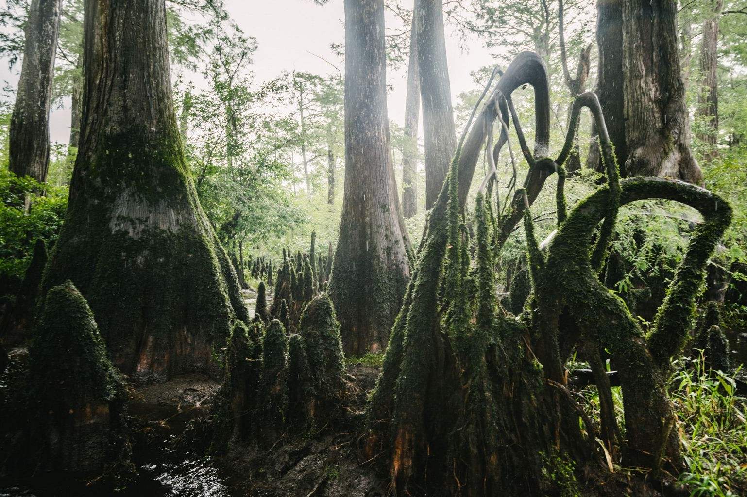 Secrets-Of-North-Carolina8217s-Moss-Draped-Mountain-Bogs secrets-of-north-carolinas-moss-draped-mountain-bogs