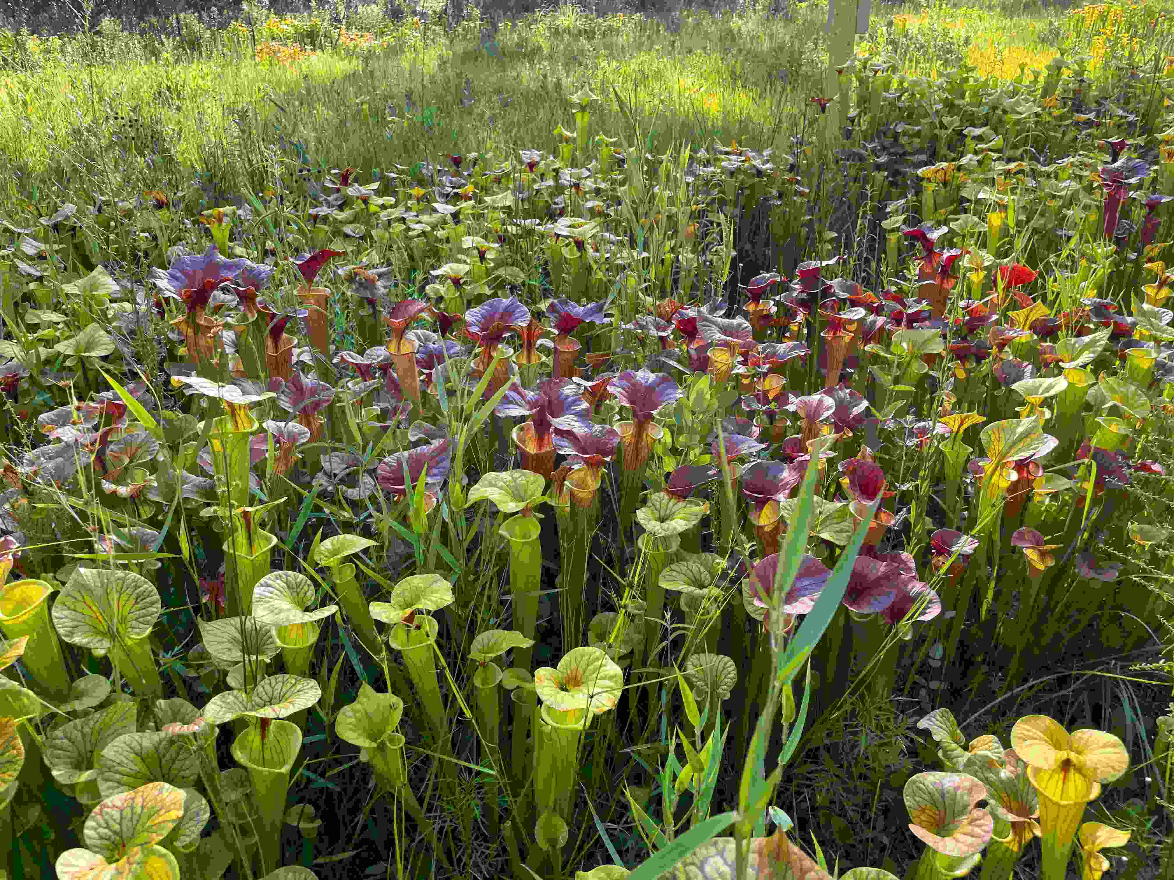 secrets-of-north-carolinas-pitcher-plant-bogs