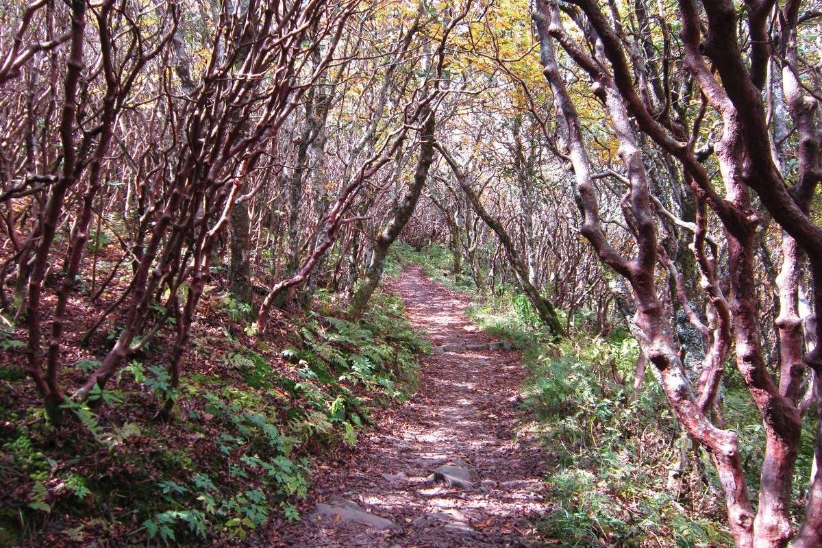 secrets-of-north-carolinas-rhododendron-tunnels