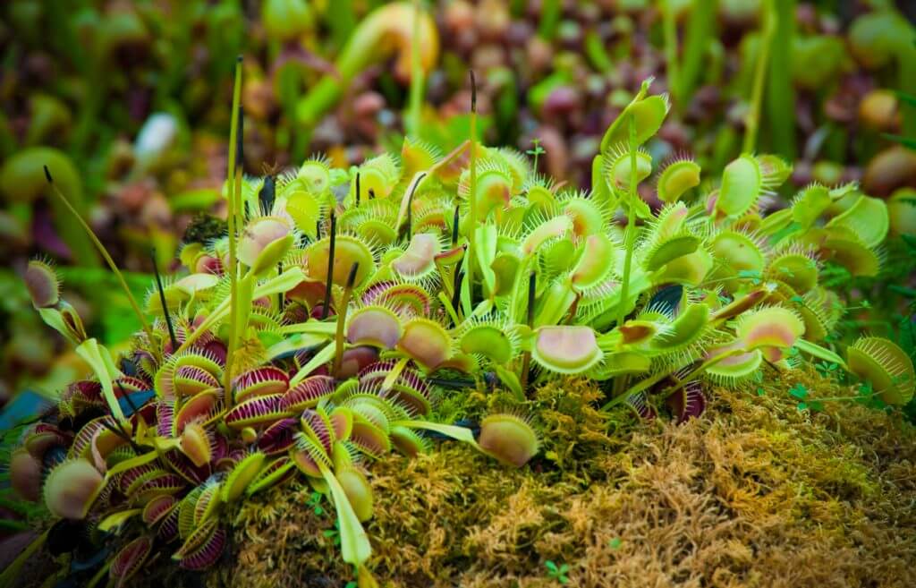 Secrets-Of-North-Carolina8217s-Venus-Flytrap-Bogs secrets-of-north-carolinas-venus-flytrap-bogs