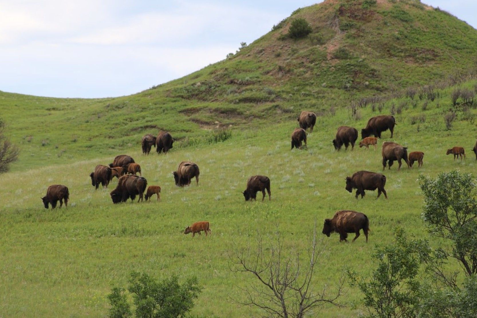 Secrets-Of-North-Dakota8217s-Wild-Bison-Herds secrets-of-north-dakotas-wild-bison-herds