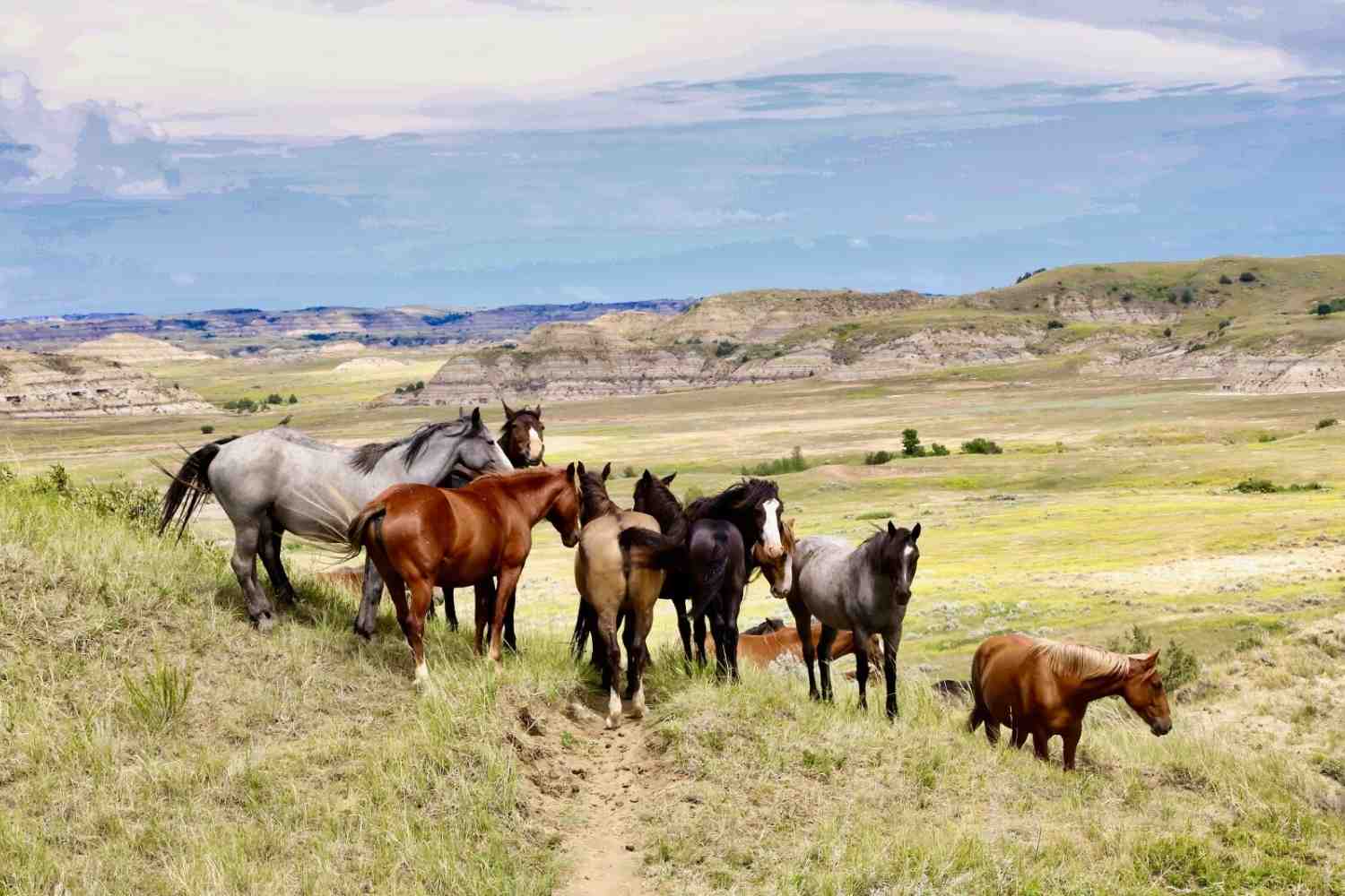secrets-of-north-dakotas-wild-horse-herds-theodore-roosevelt-national-park