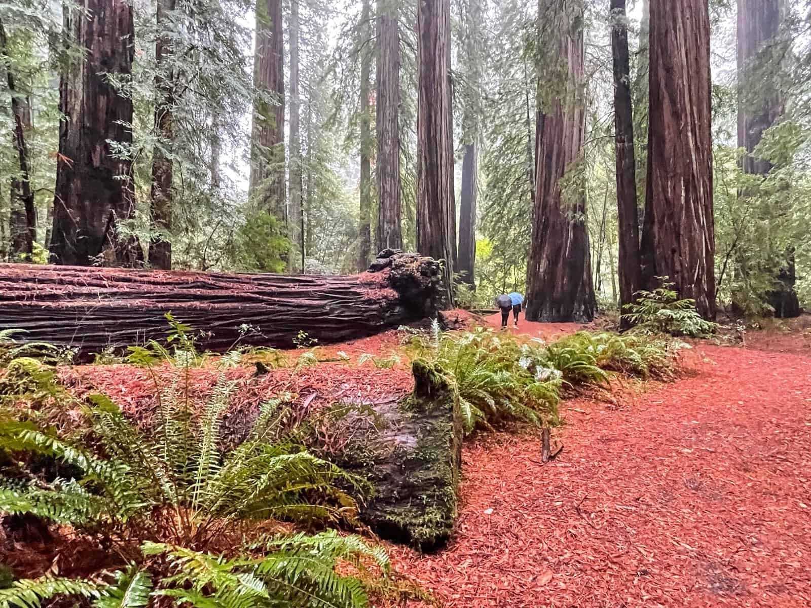 secrets-of-northern-californias-redwood-canopy-walks