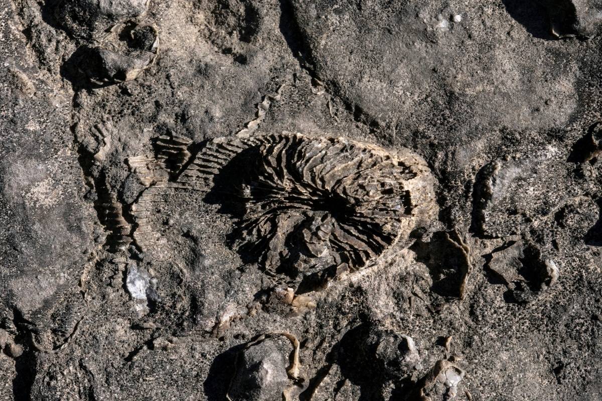 Secrets-Of-Ohio8217s-Fossilized-Sea-Floor-Beds secrets-of-ohios-fossilized-sea-floor-beds