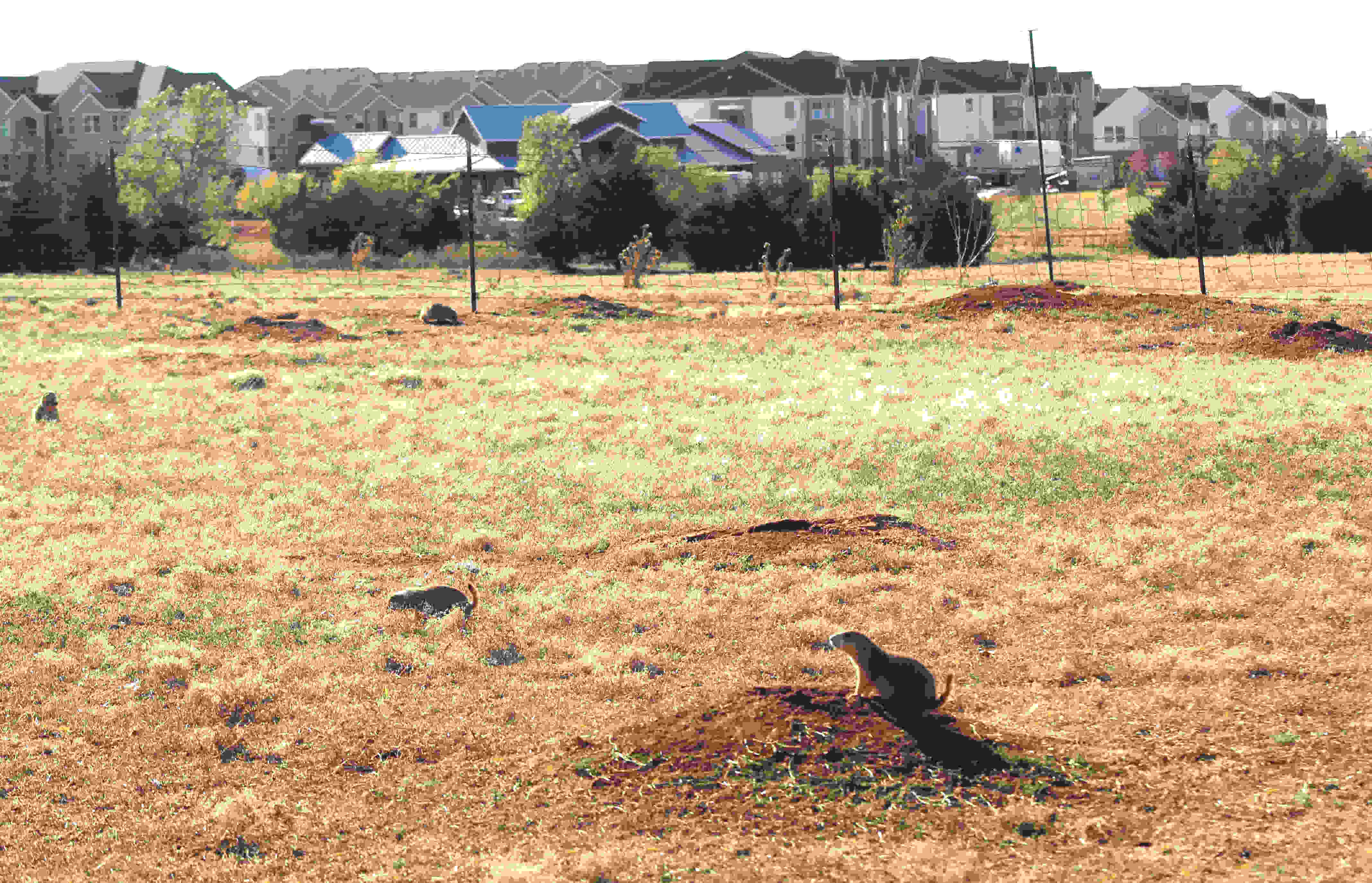 secrets-of-oklahomas-prairie-dog-towns