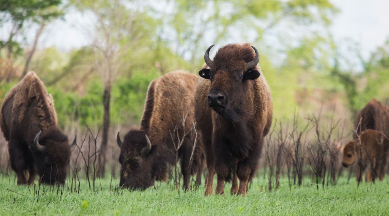 secrets-of-oklahomas-tallgrass-prairies