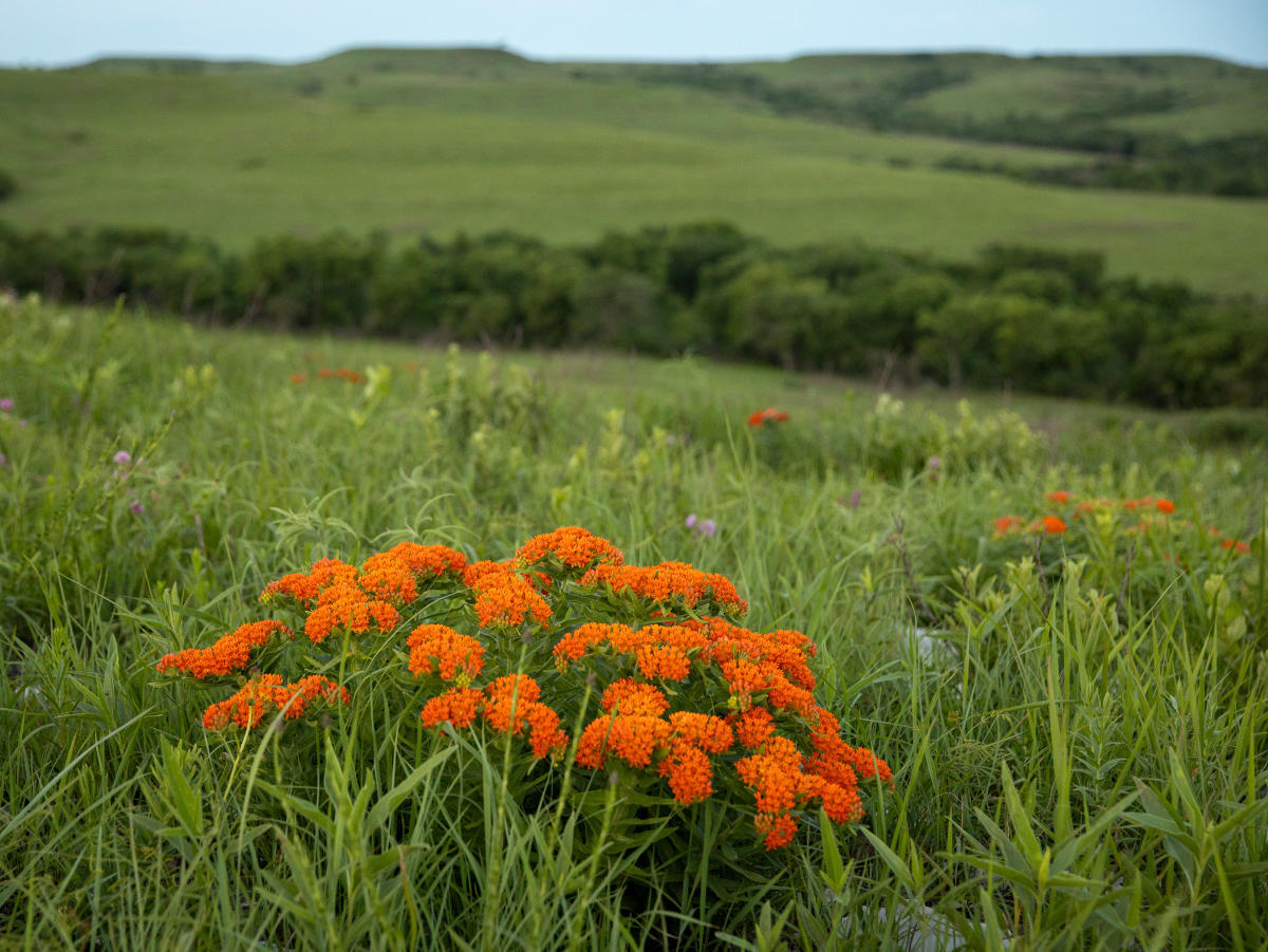 Secrets-Of-Oklahoma8217s-Tallgrass-Wildflower-Meadows secrets-of-oklahomas-tallgrass-wildflower-meadows