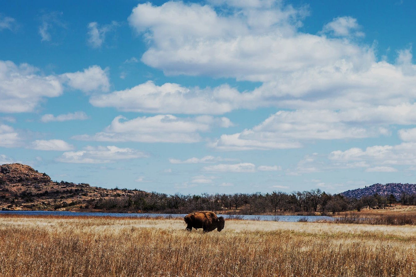 secrets-of-oklahomas-wichita-mountains-bison-plains