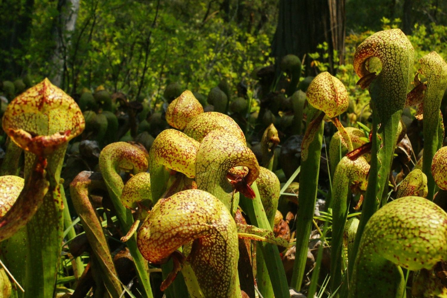 secrets-of-oregons-carnivorous-plant-bogs