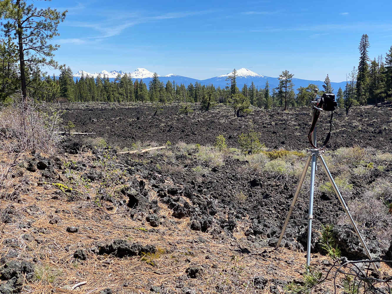 Secrets-Of-Oregon8217s-Lava-Cast-Forests secrets-of-oregons-lava-cast-forests