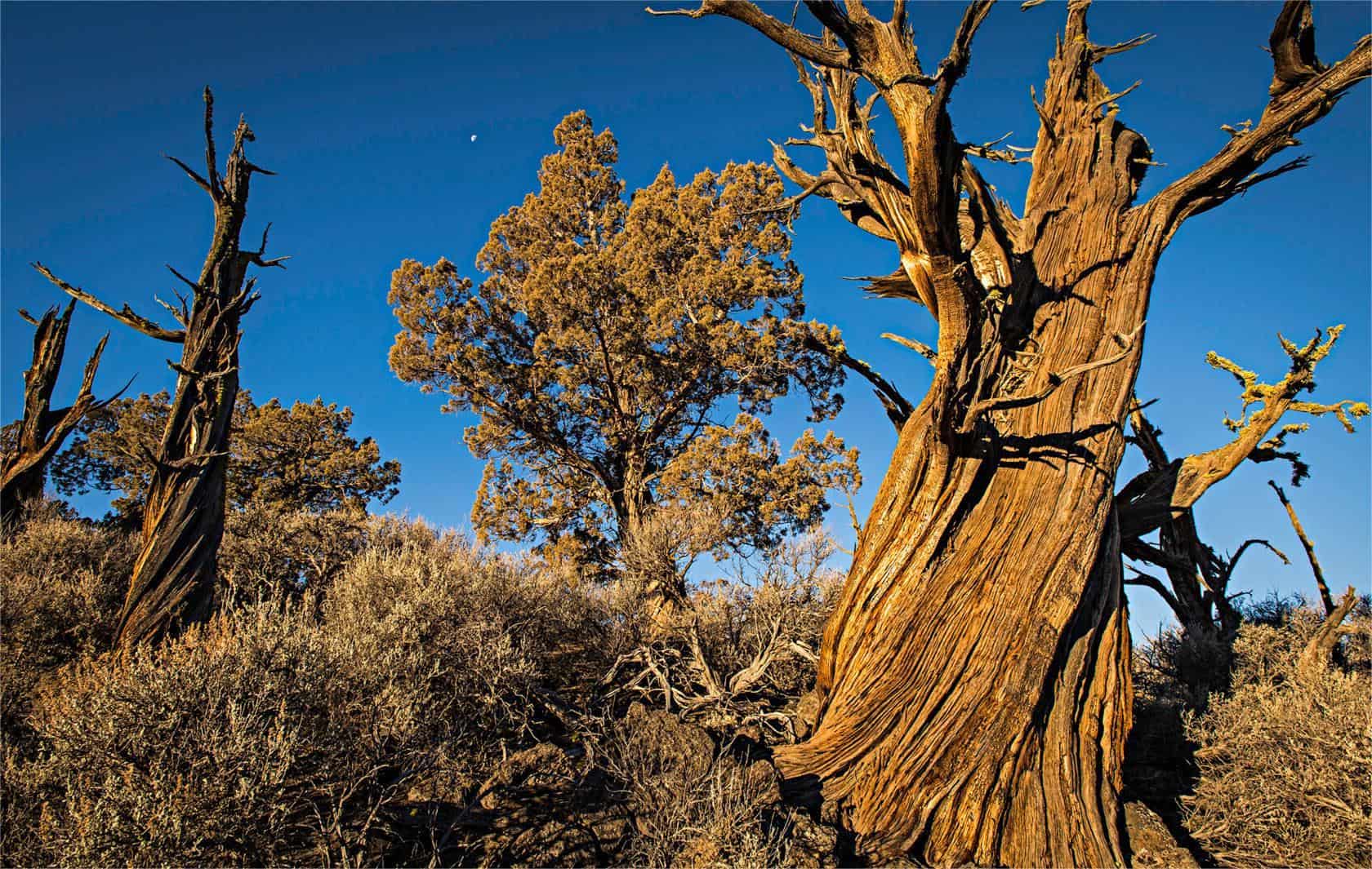 Secrets-Of-Oregon8217s-Twisted-Juniper-Highlands secrets-of-oregons-twisted-juniper-highlands