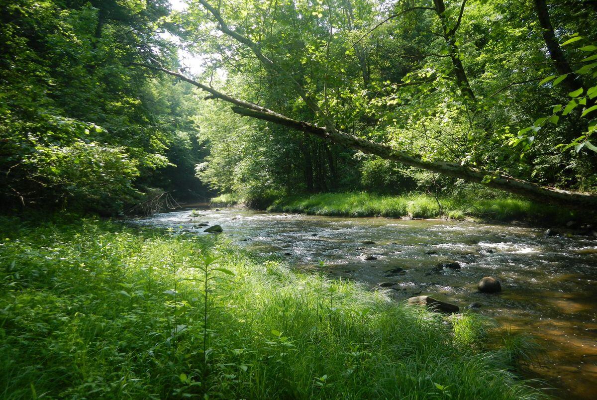 Secrets-Of-Pennsylvania8217s-Allegheny-Trout-Streams secrets-of-pennsylvanias-allegheny-trout-streams