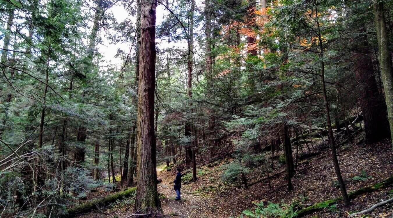 secrets-of-pennsylvanias-cook-forest-remnant-virgin-forests