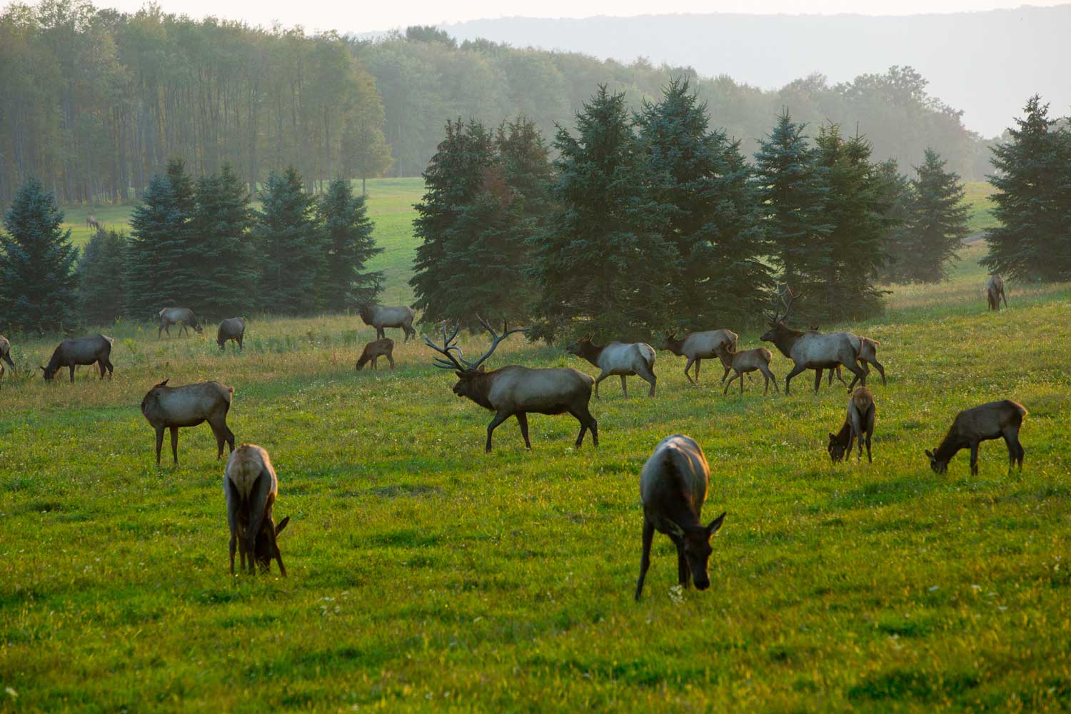secrets-of-pennsylvanias-elk-country