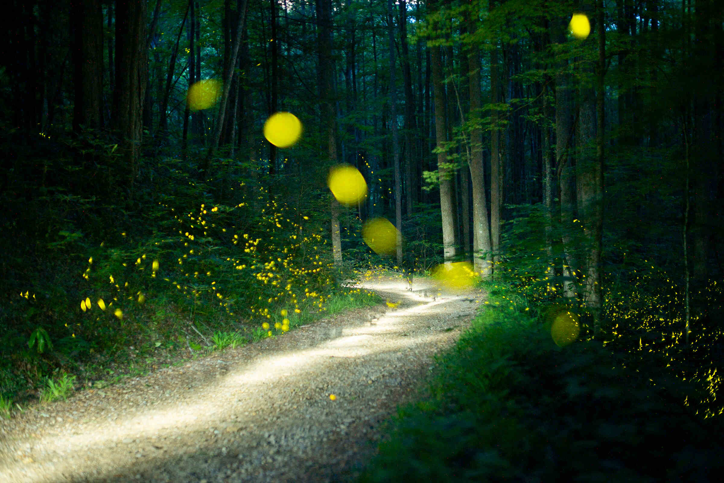 secrets-of-pennsylvanias-flickering-firefly-forests