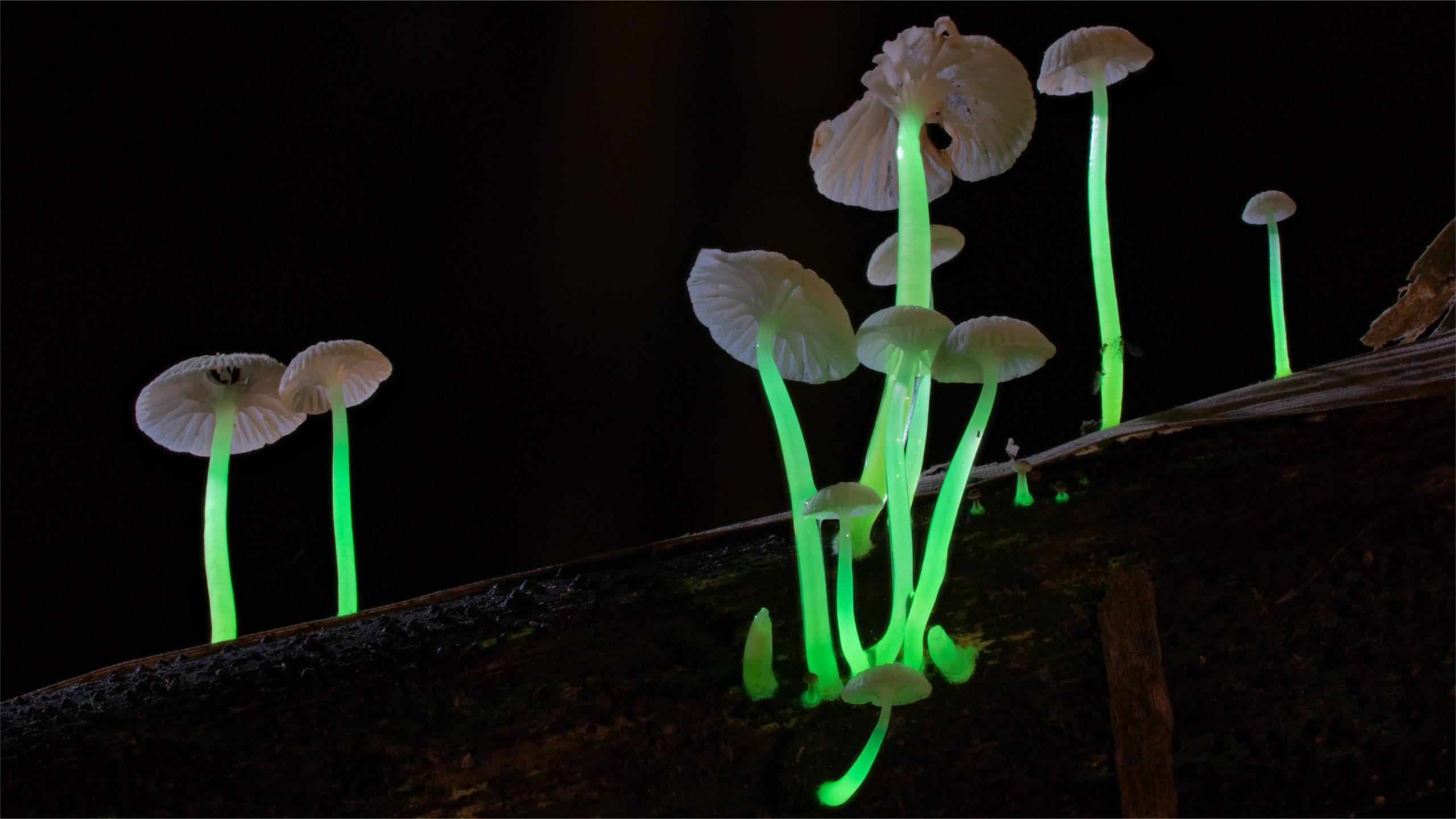 Secrets-Of-Pennsylvania8217s-Glowing-Mushroom-Forests secrets-of-pennsylvanias-glowing-mushroom-forests