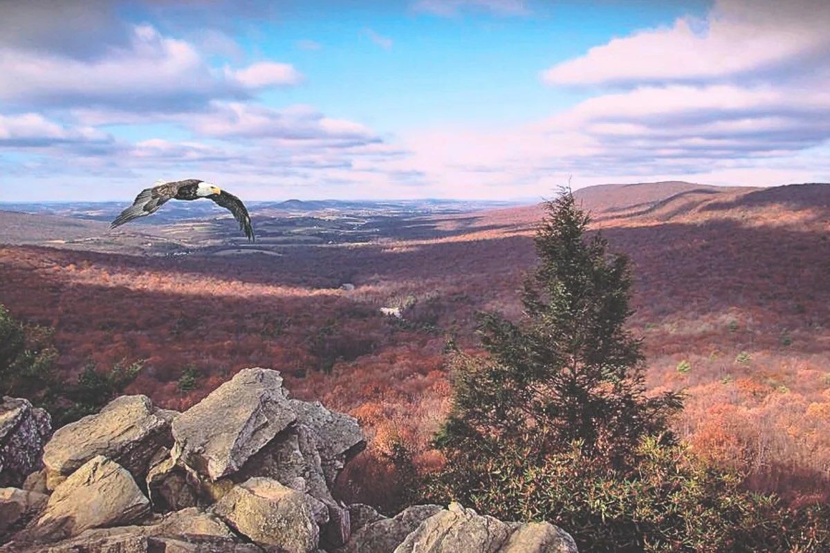 Secrets-Of-Pennsylvania8217s-Hawk-Mountain-Eagle-Migration secrets-of-pennsylvanias-hawk-mountain-eagle-migration