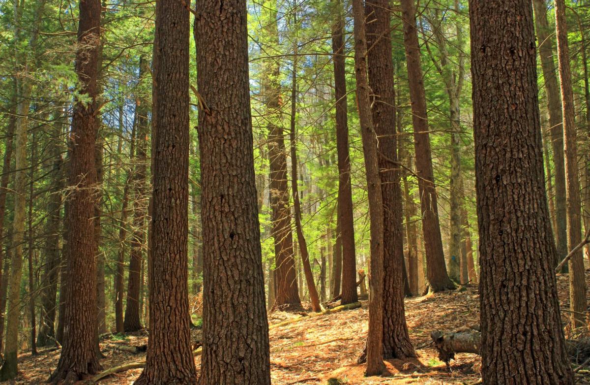 Secrets-Of-Pennsylvania8217s-Whispering-Hemlock-Cathedrals secrets-of-pennsylvanias-whispering-hemlock-cathedrals