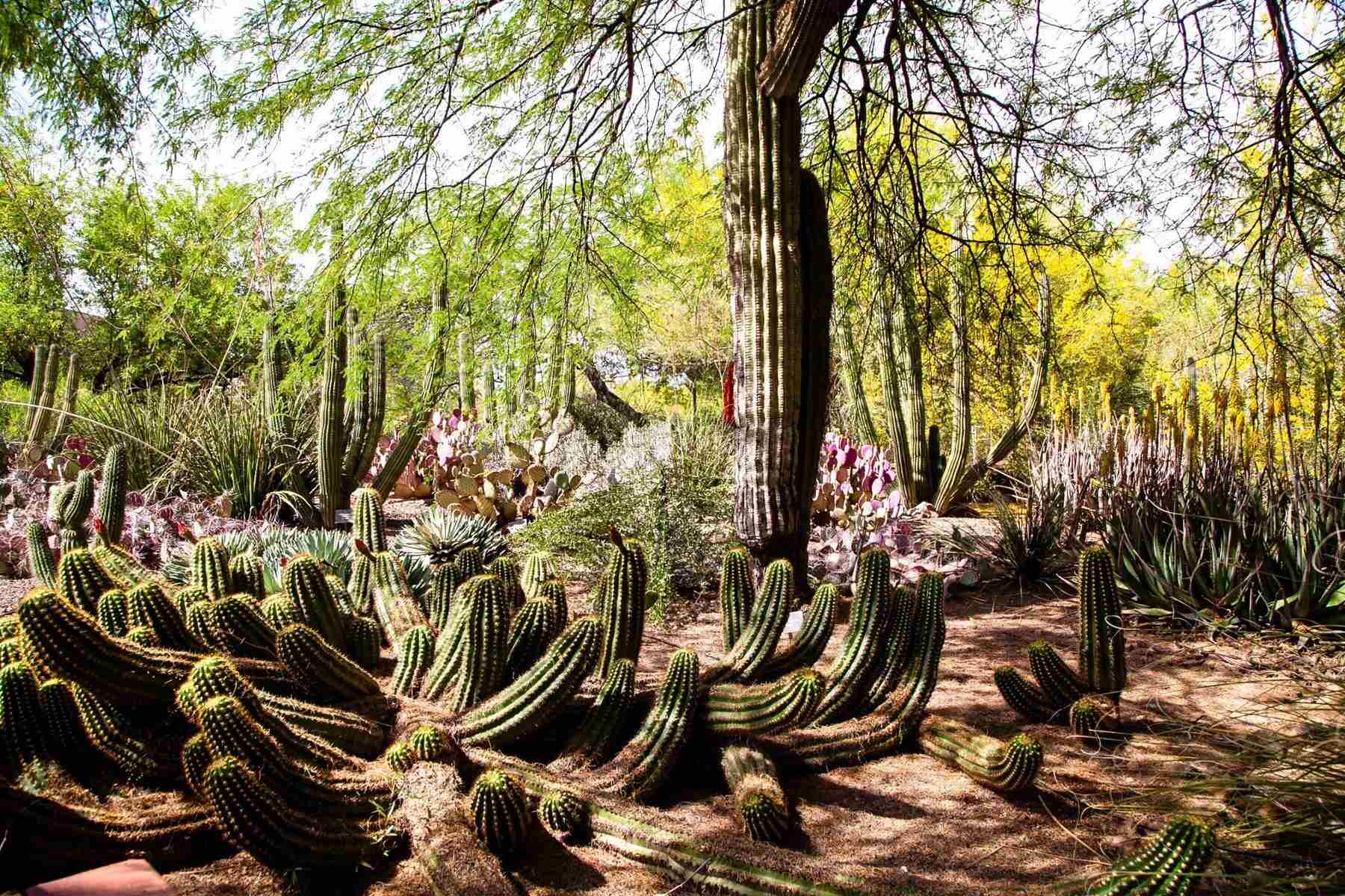 Secrets-Of-Phoenix8217s-Desert-Botanical-Gardens secrets-of-phoenixs-desert-botanical-gardens