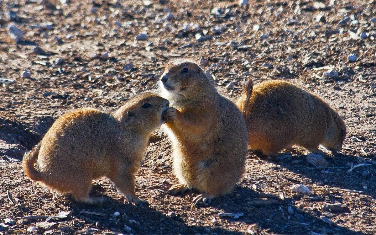 secrets-of-prairie-dog-towns-in-new-mexicos-kiowa-national-grassland