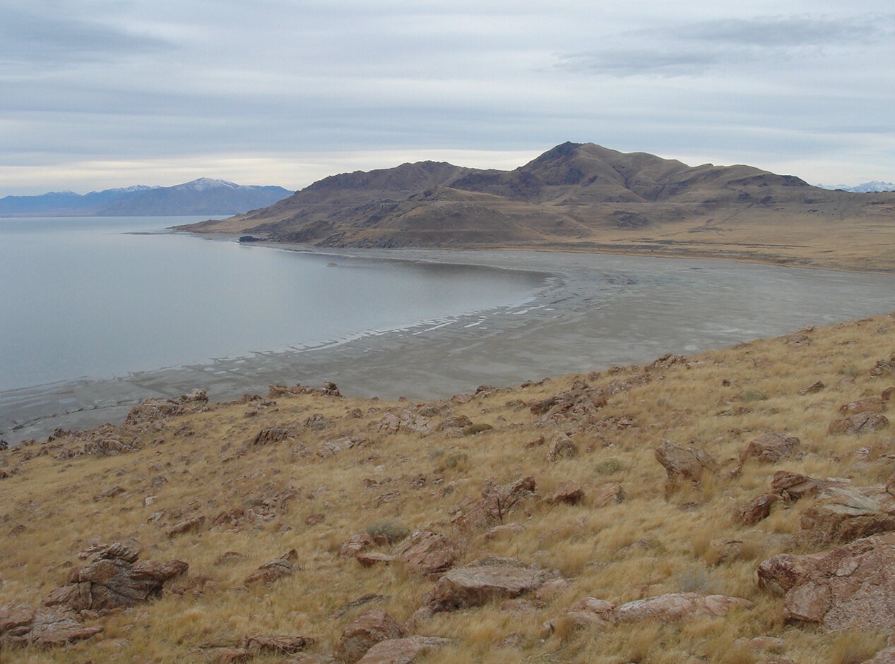 secrets-of-prairie-falcons-in-utahs-antelope-island-state-park