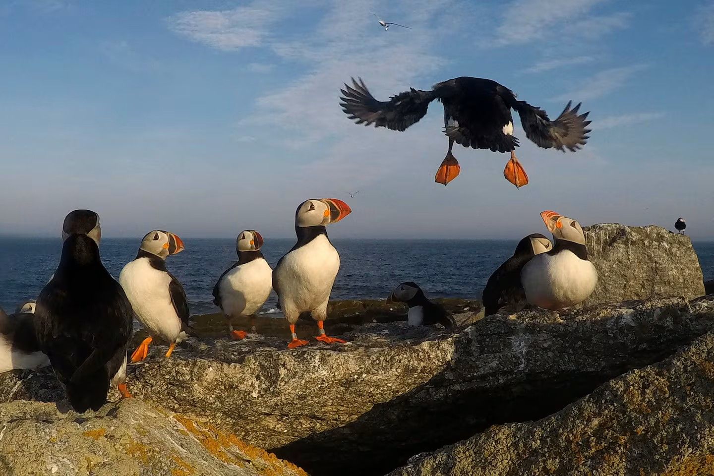 secrets-of-puffin-nesting-on-eastern-egg-rock-in-maine