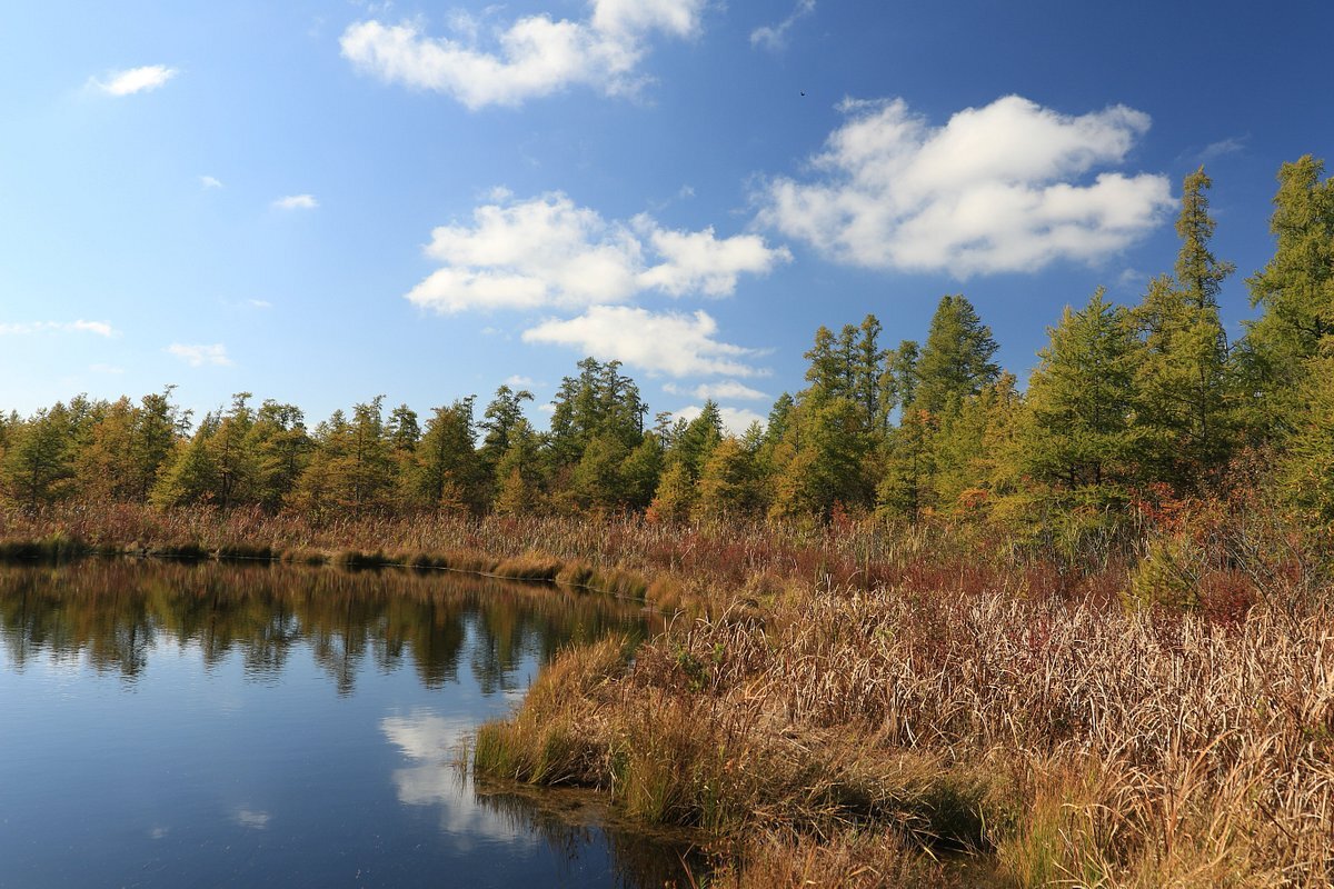 secrets-of-rare-plant-communities-in-illinoiss-volo-bog