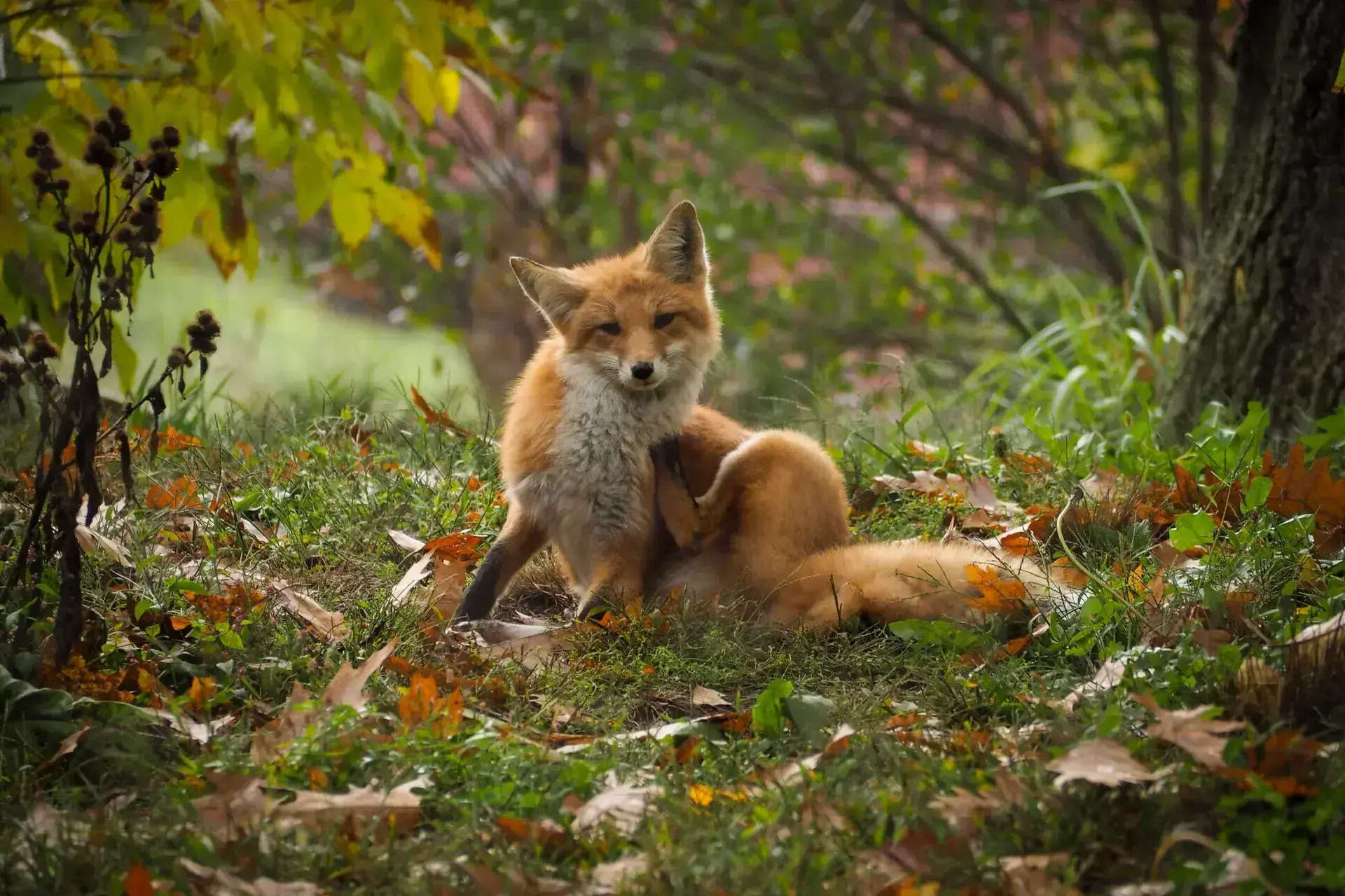 secrets-of-red-fox-dens-in-isle-royale-national-park