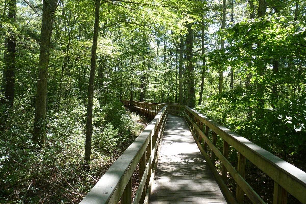 Secrets-Of-Rhode-Island8217s-Ancient-Forest-Pilgrim-Trails secrets-of-rhode-islands-ancient-forest-pilgrim-trails