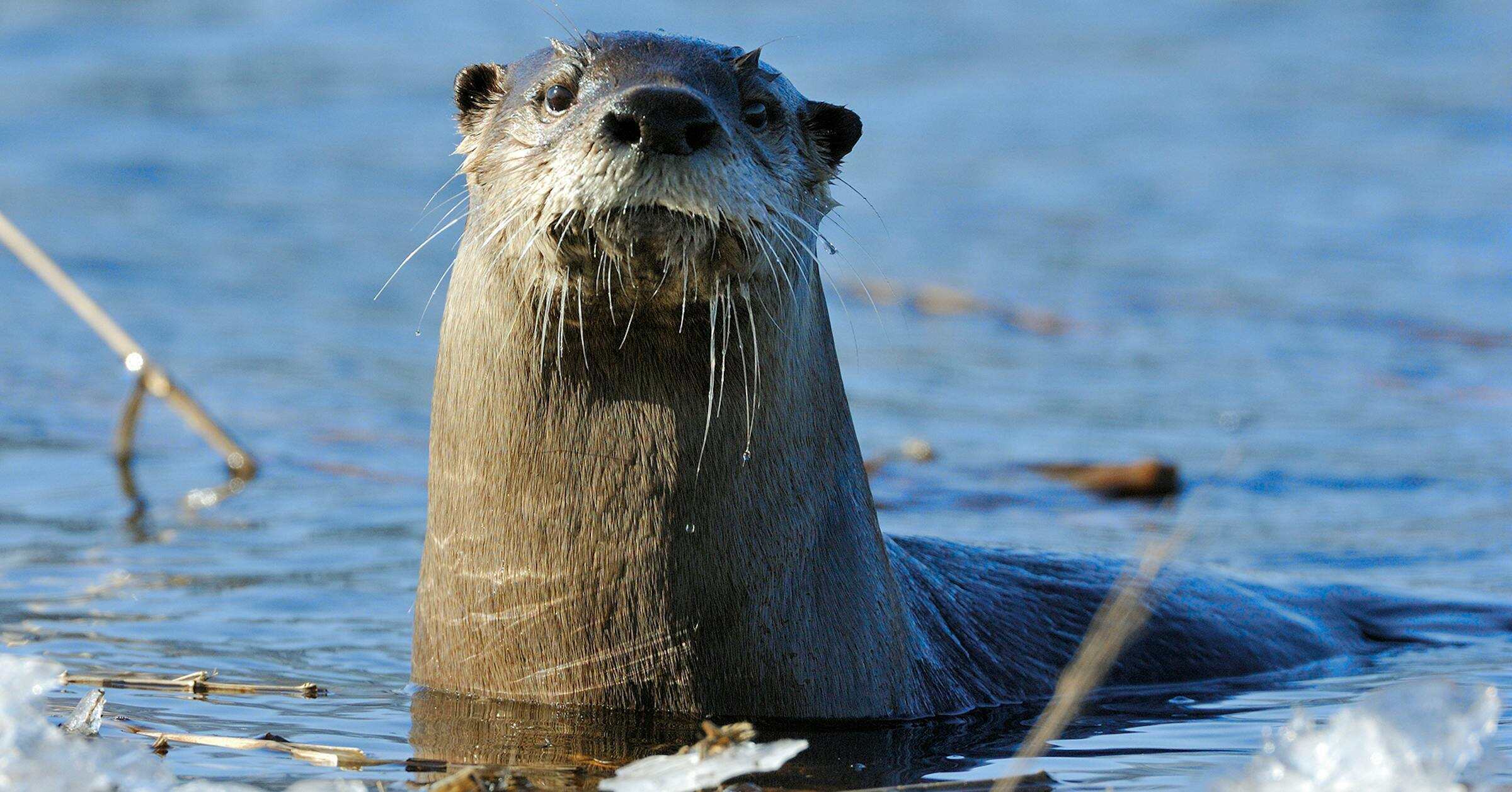 secrets-of-river-otter-habitats-in-minnesotas-voyageurs-national-park
