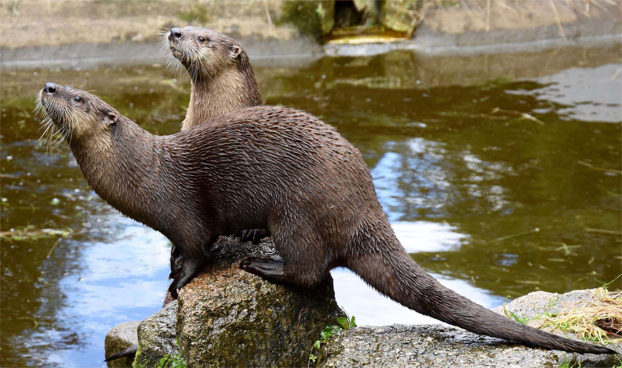 secrets-of-river-otter-habitats-in-wisconsins-northern-highland-american-legion-state-forest