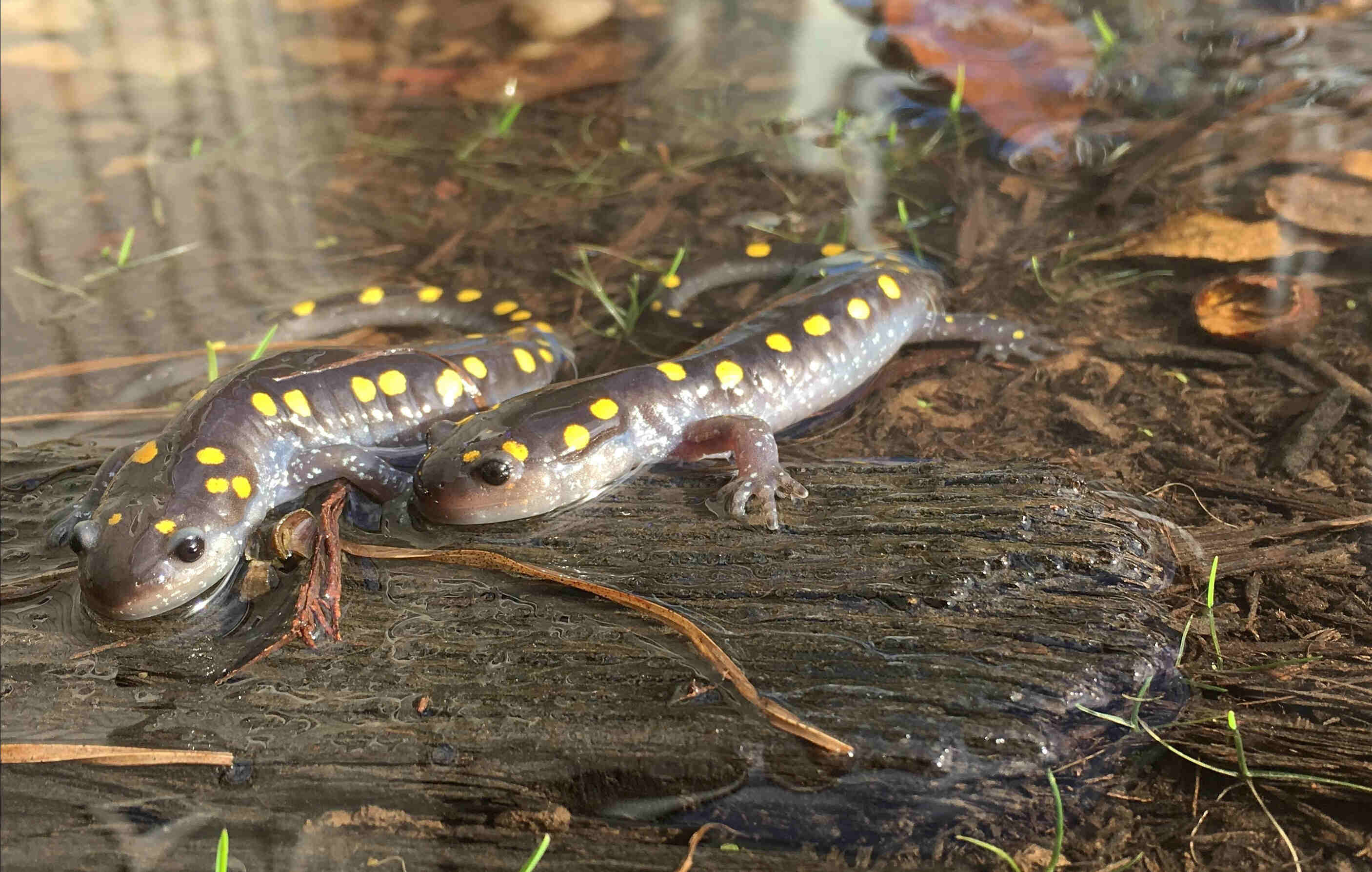 secrets-of-salamander-breeding-pools-in-virginias-shenandoah-national-park
