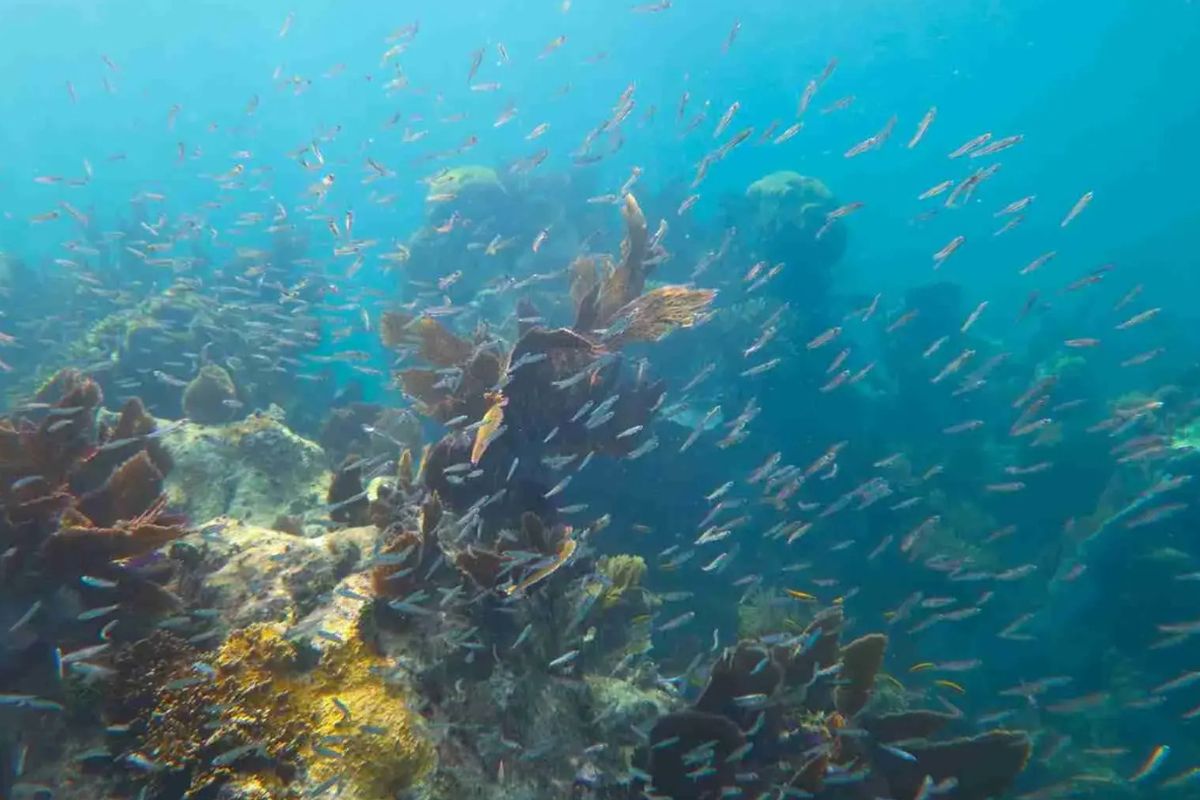 secrets-of-snorkeling-the-florida-keys-barrier-reef