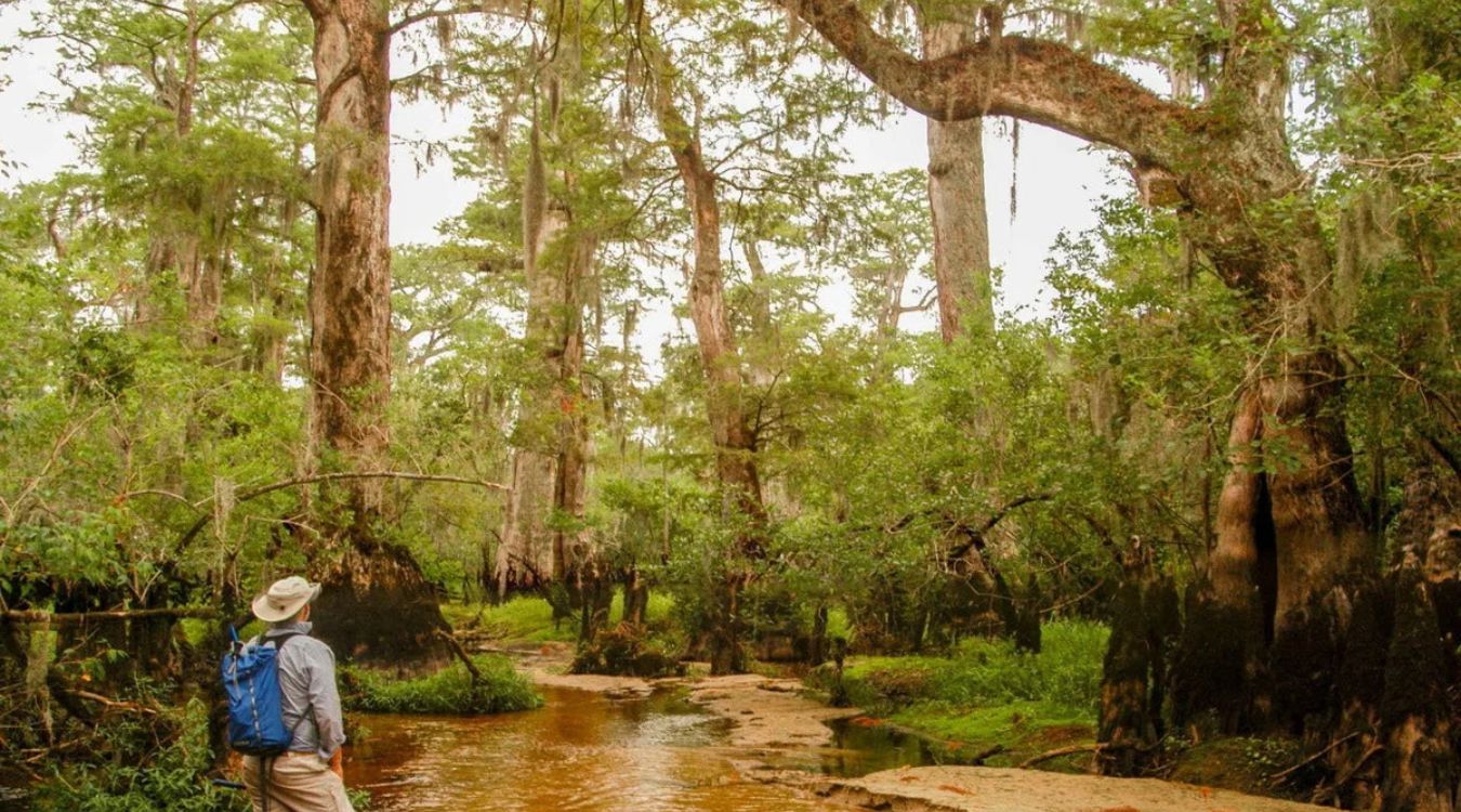 secrets-of-south-carolinas-ancient-cypress