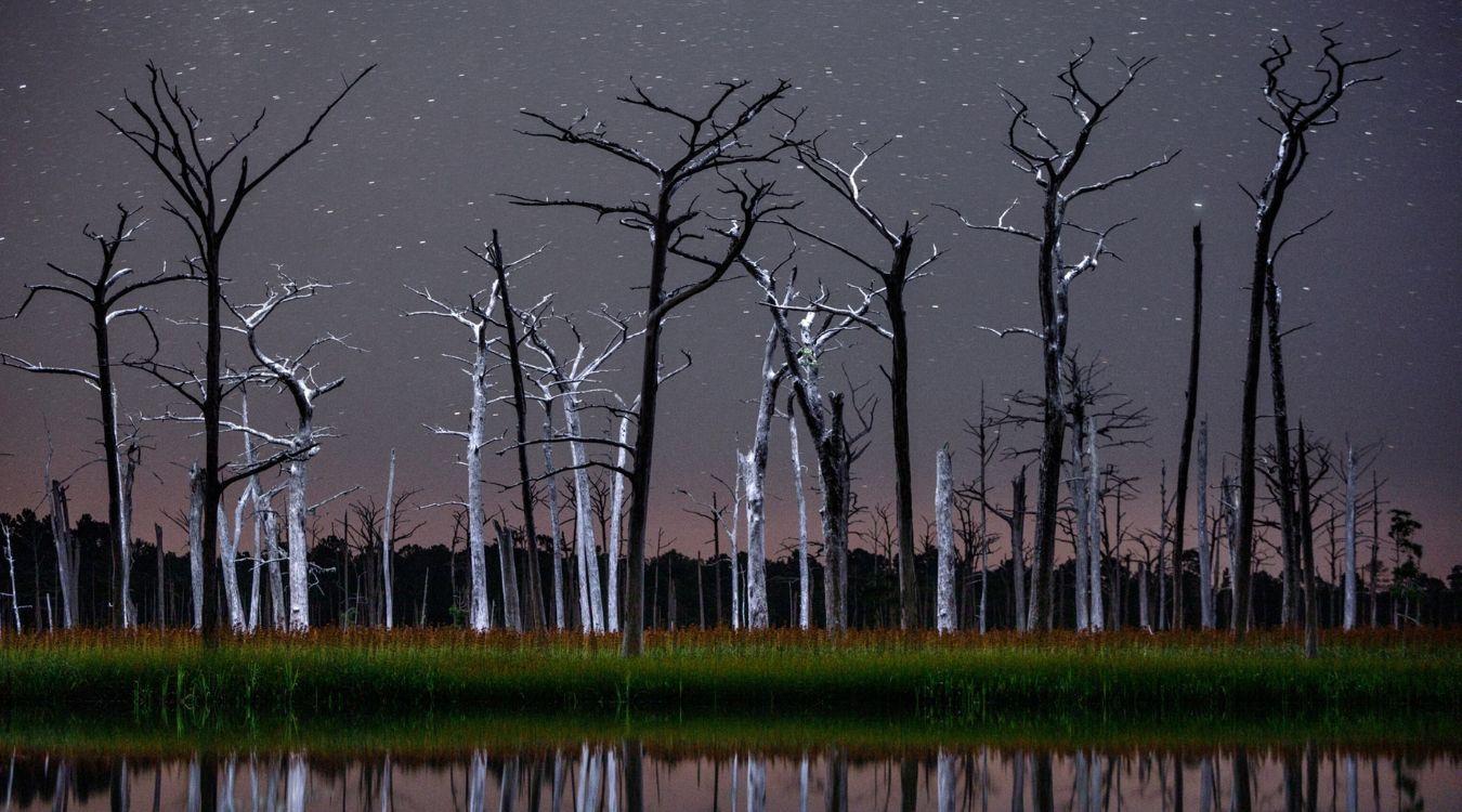 secrets-of-south-carolinas-bald-cypress-forests