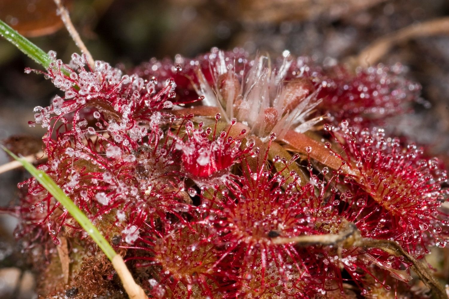 Secrets-Of-South-Carolina8217s-Carnivorous-Sundew-Meadows secrets-of-south-carolinas-carnivorous-sundew-meadows