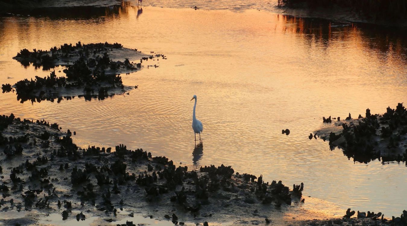 secrets-of-south-carolinas-coastal-estuaries