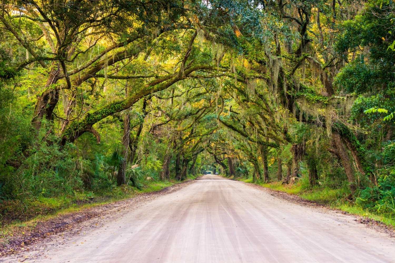 secrets-of-south-carolinas-edisto-island-maritime-forests