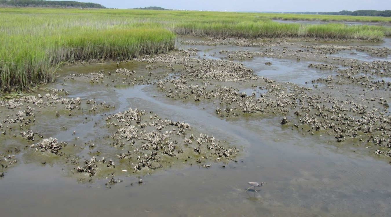 Secrets-Of-South-Carolina8217s-Floating-Marsh-Islands secrets-of-south-carolinas-floating-marsh-islands