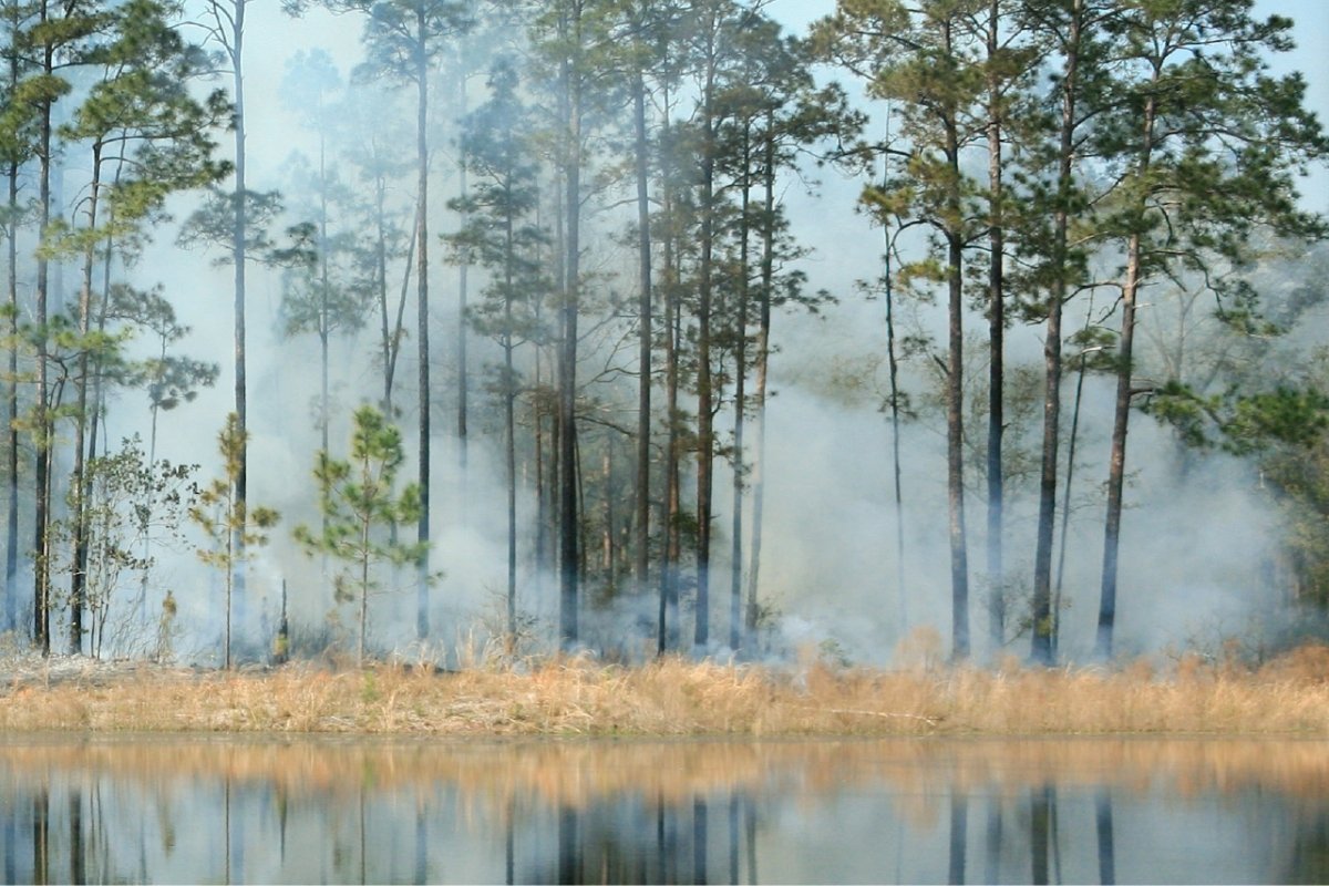 Secrets-Of-South-Carolina8217s-Misty-Forest-Swamps secrets-of-south-carolinas-misty-forest-swamps