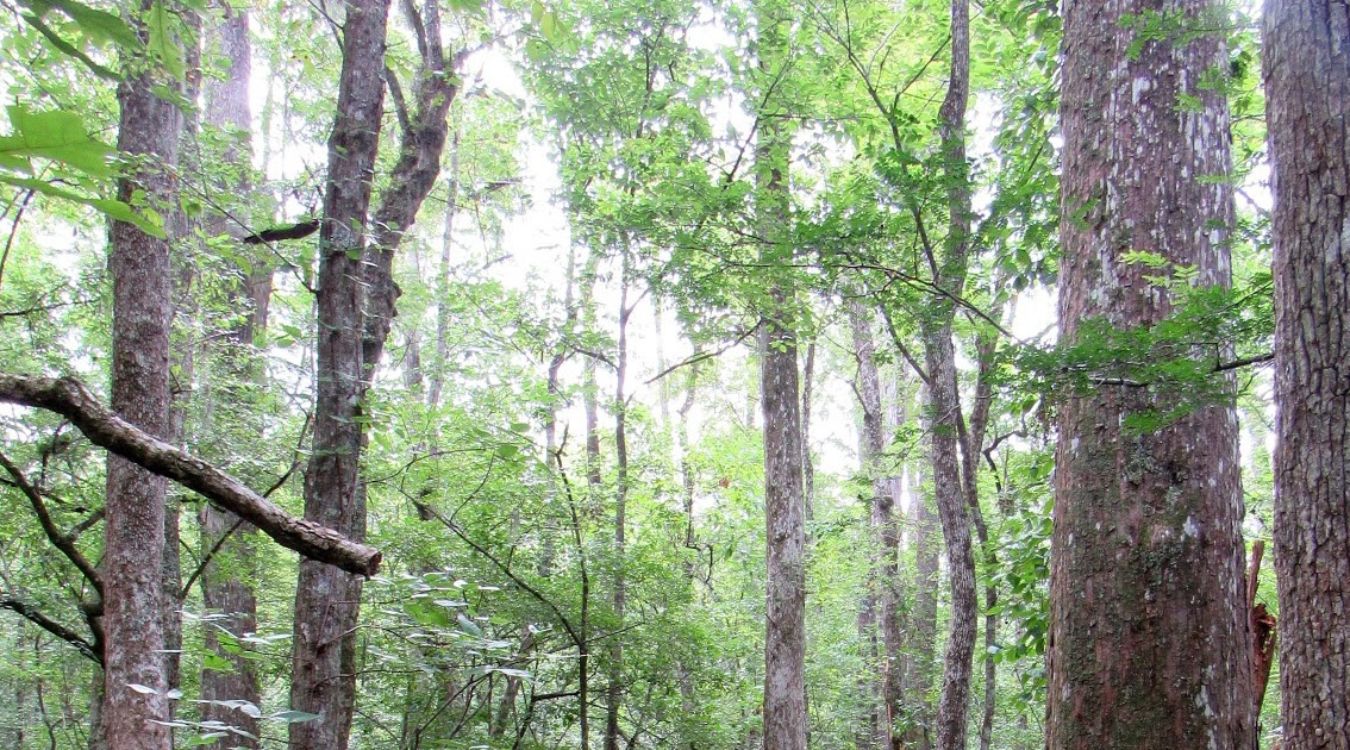 Secrets-Of-South-Carolina8217s-Primeval-Cypress-Swamps secrets-of-south-carolinas-primeval-cypress-swamps