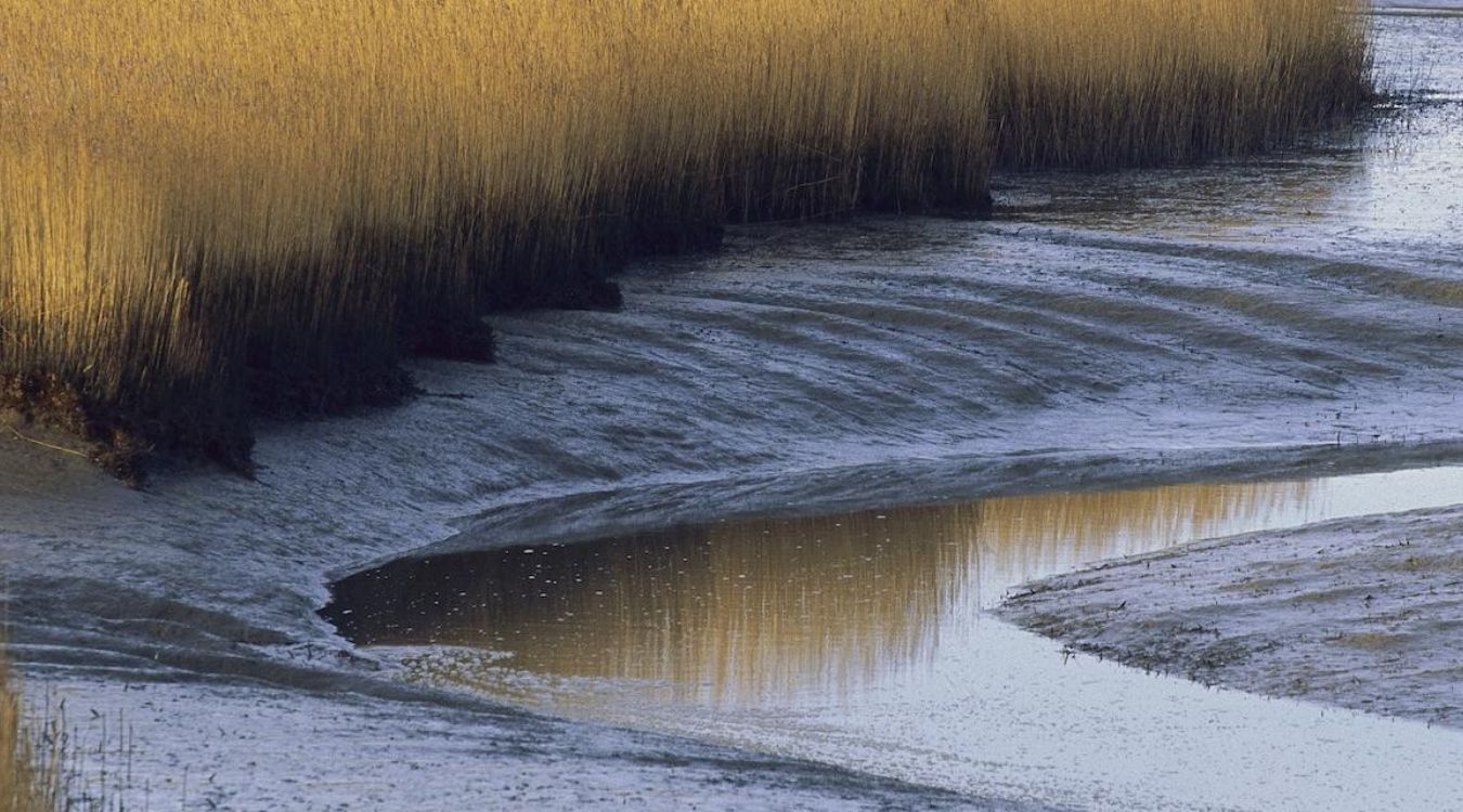 Secrets-Of-South-Carolina8217s-Tidal-Marshlands secrets-of-south-carolinas-tidal-marshlands