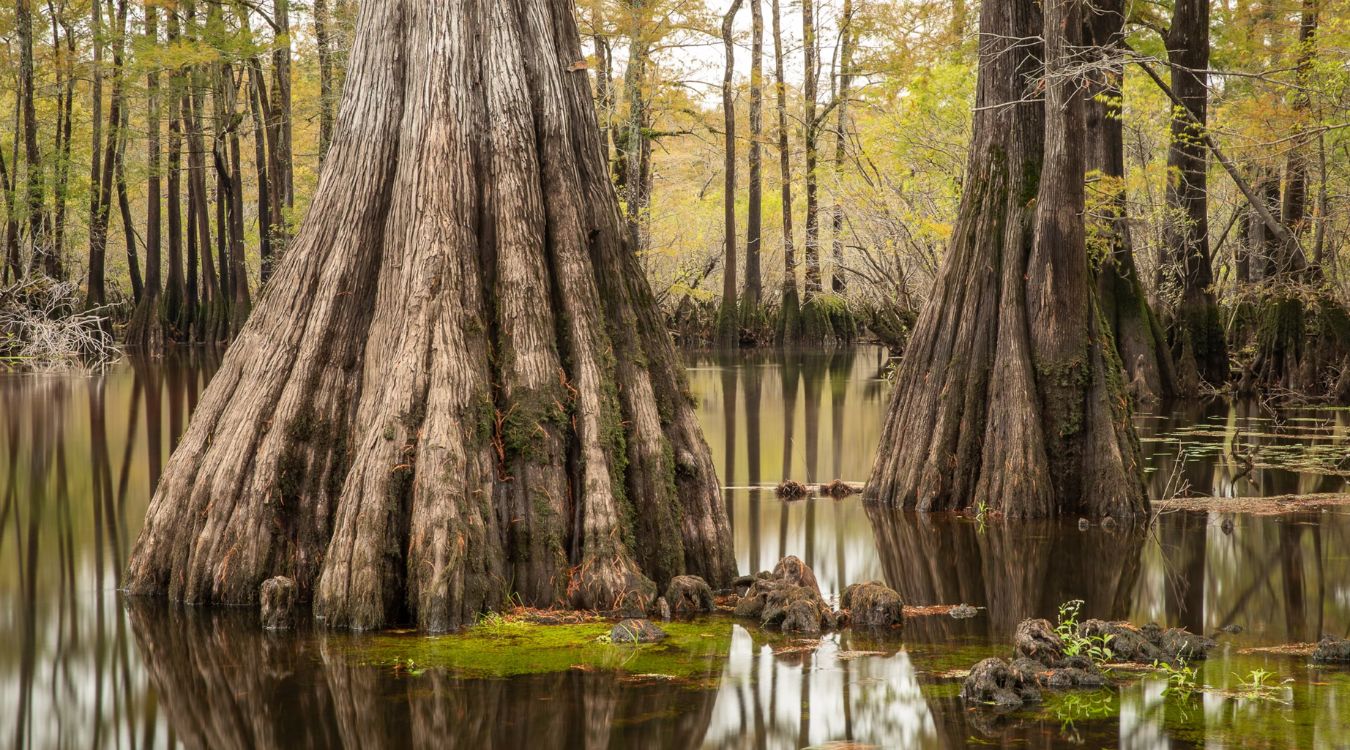 secrets-of-south-carolinas-twisted-cedar-knee-swamps
